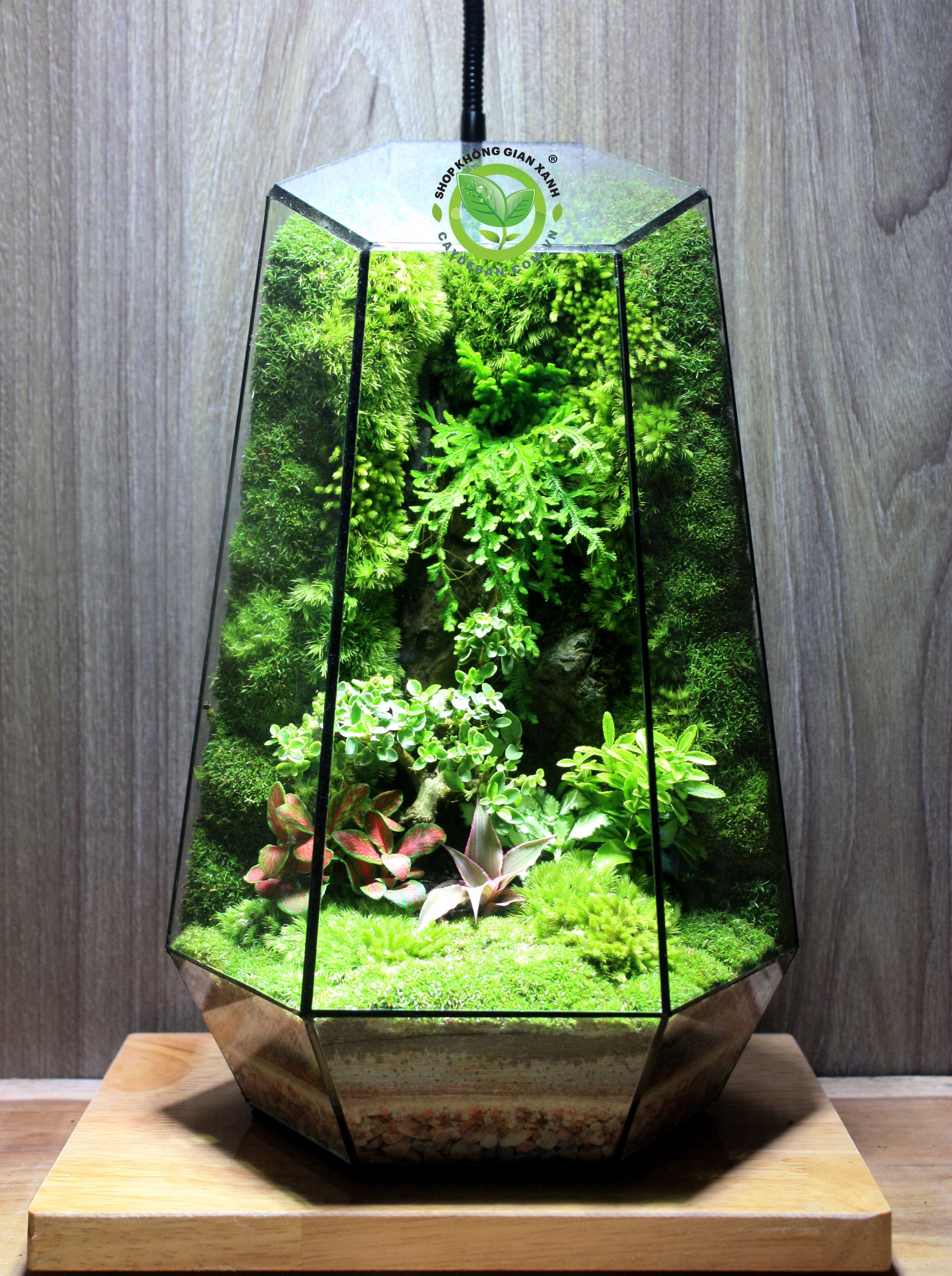 Terrarium-MS01.3