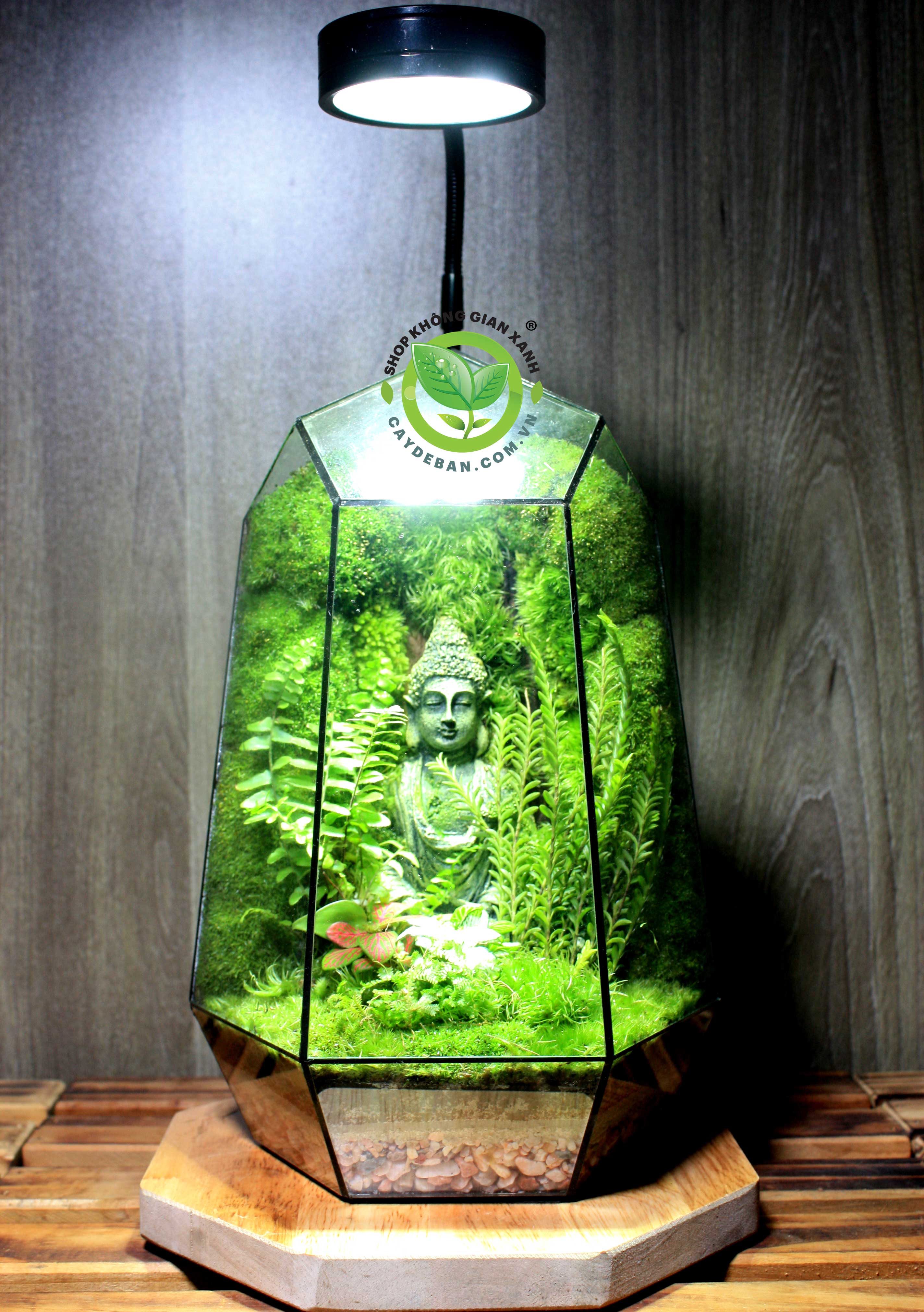 Terrarium-MS22 Tịnh Tâm