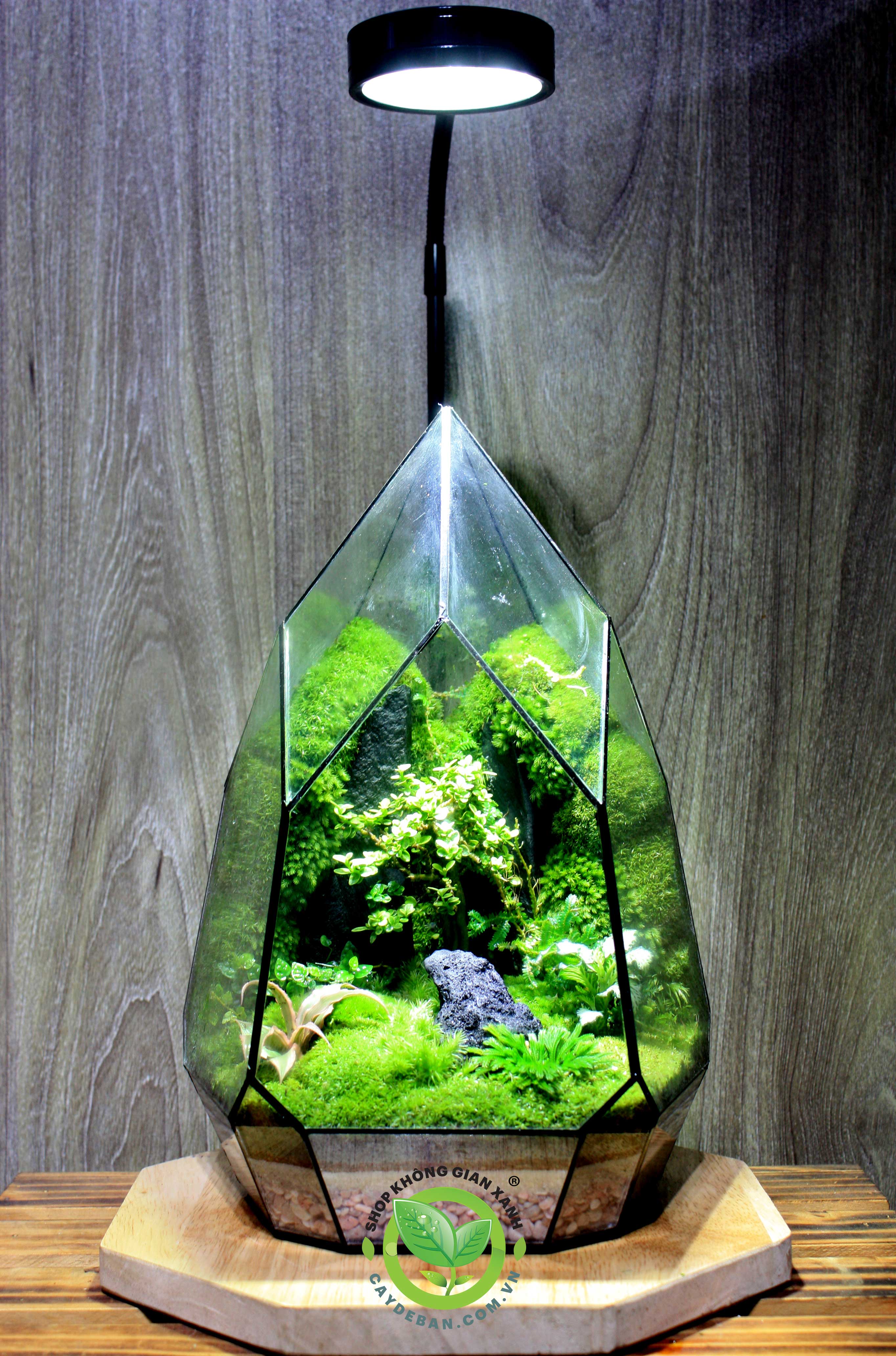 Terrarium Búp sen