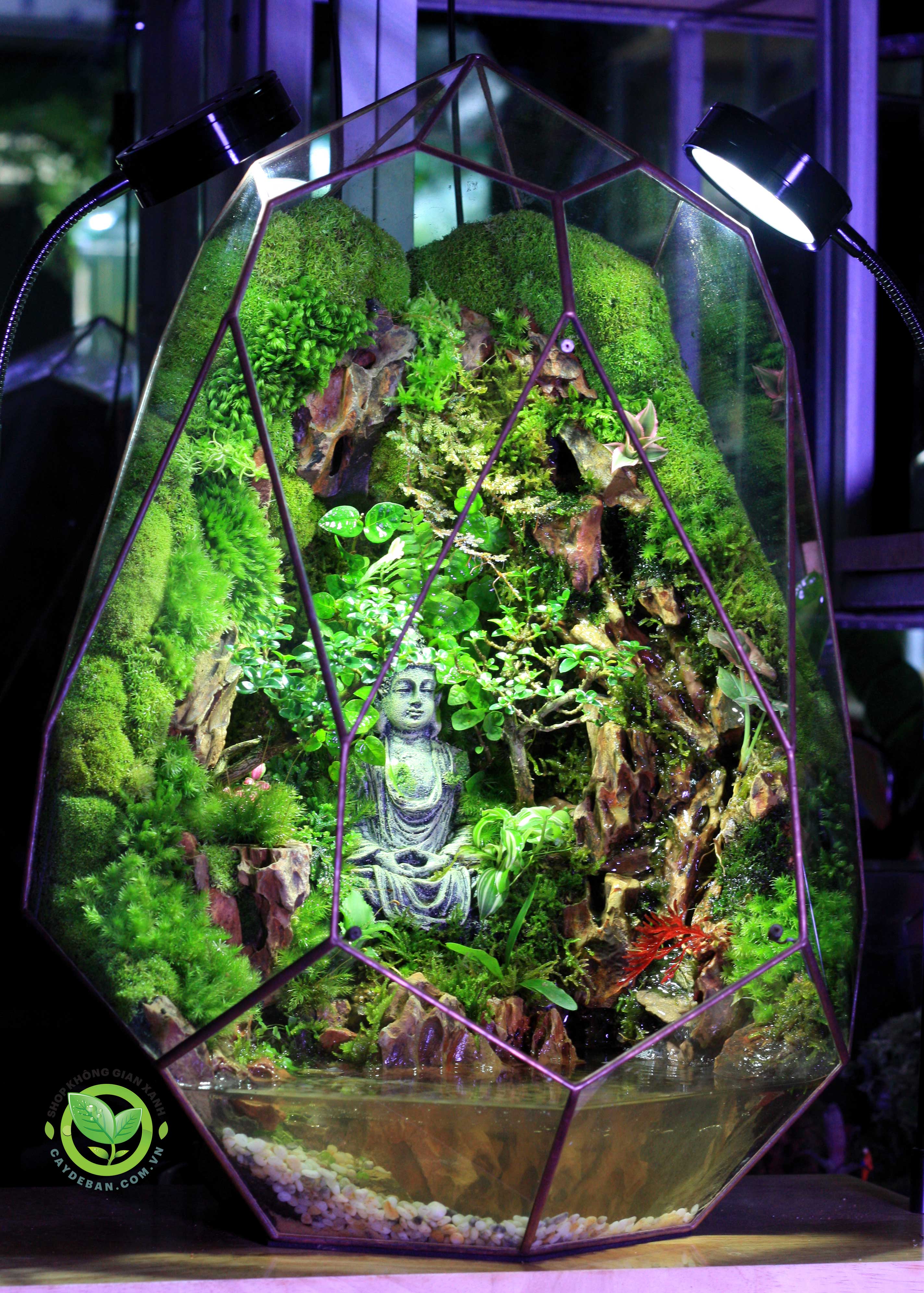 Paludarium - Phoenix Egg 50.3 - An Nhiên