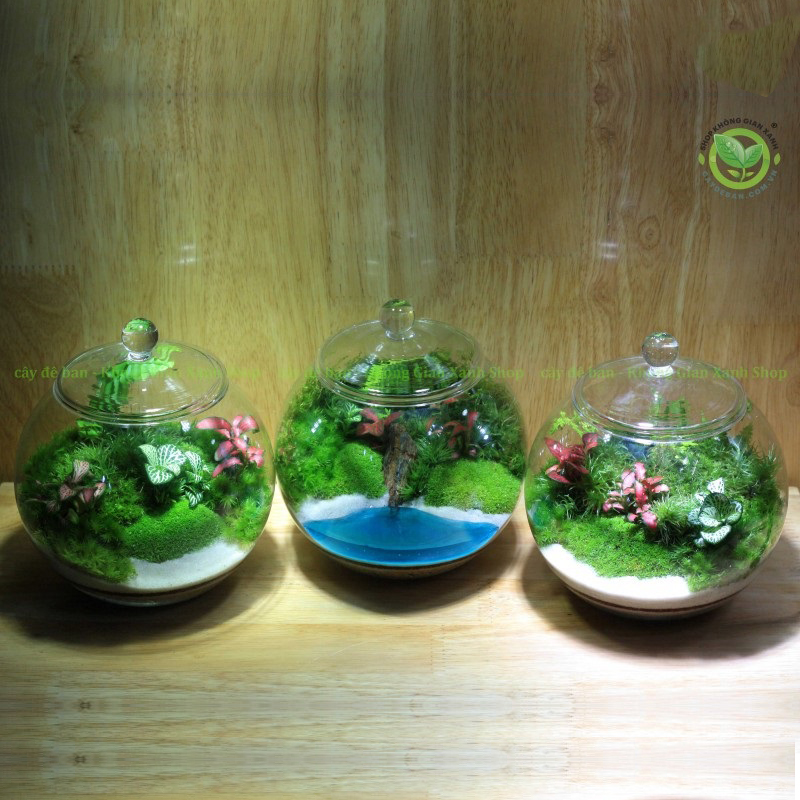 Terrarium Ang Tròn 15