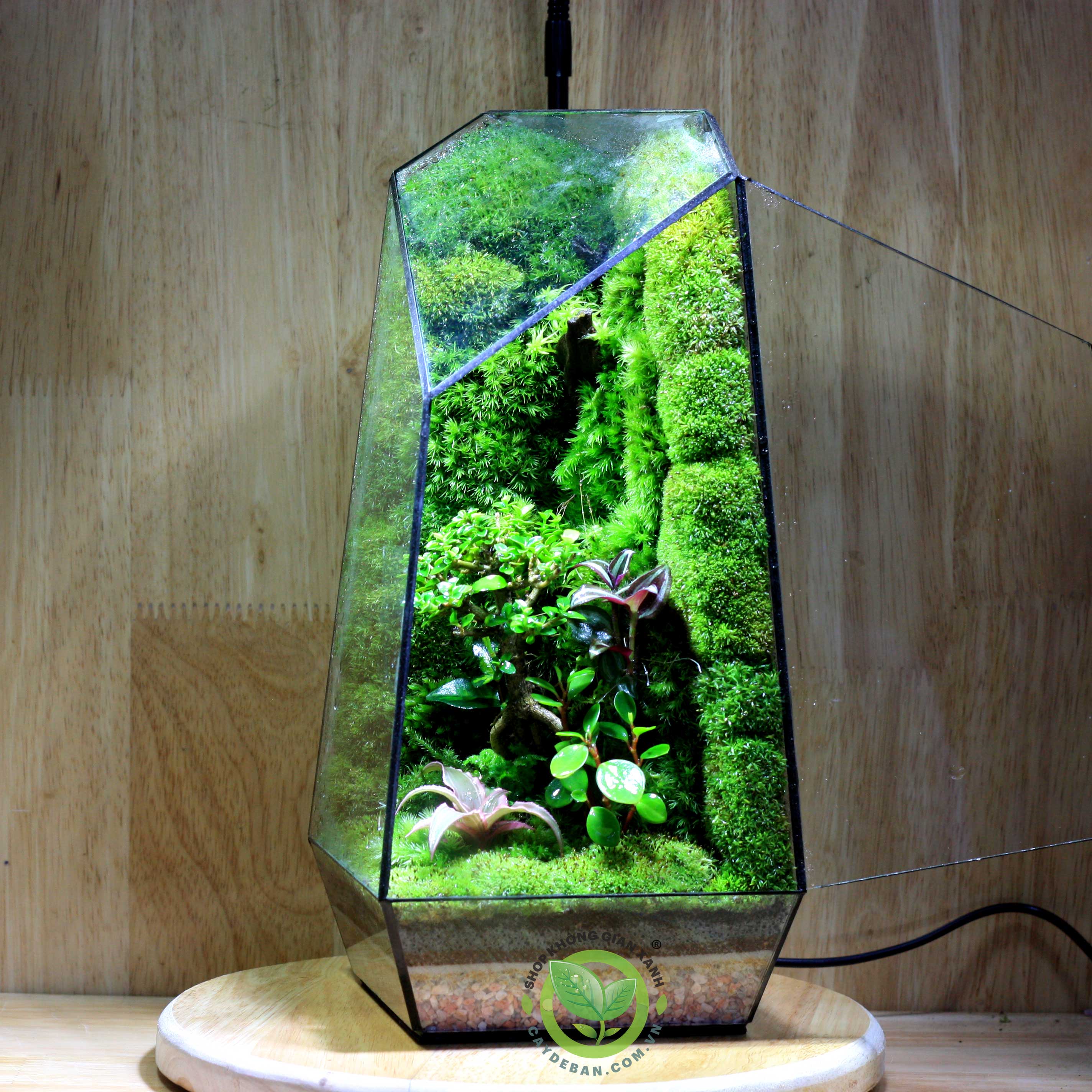 Terrarium-MS02.1