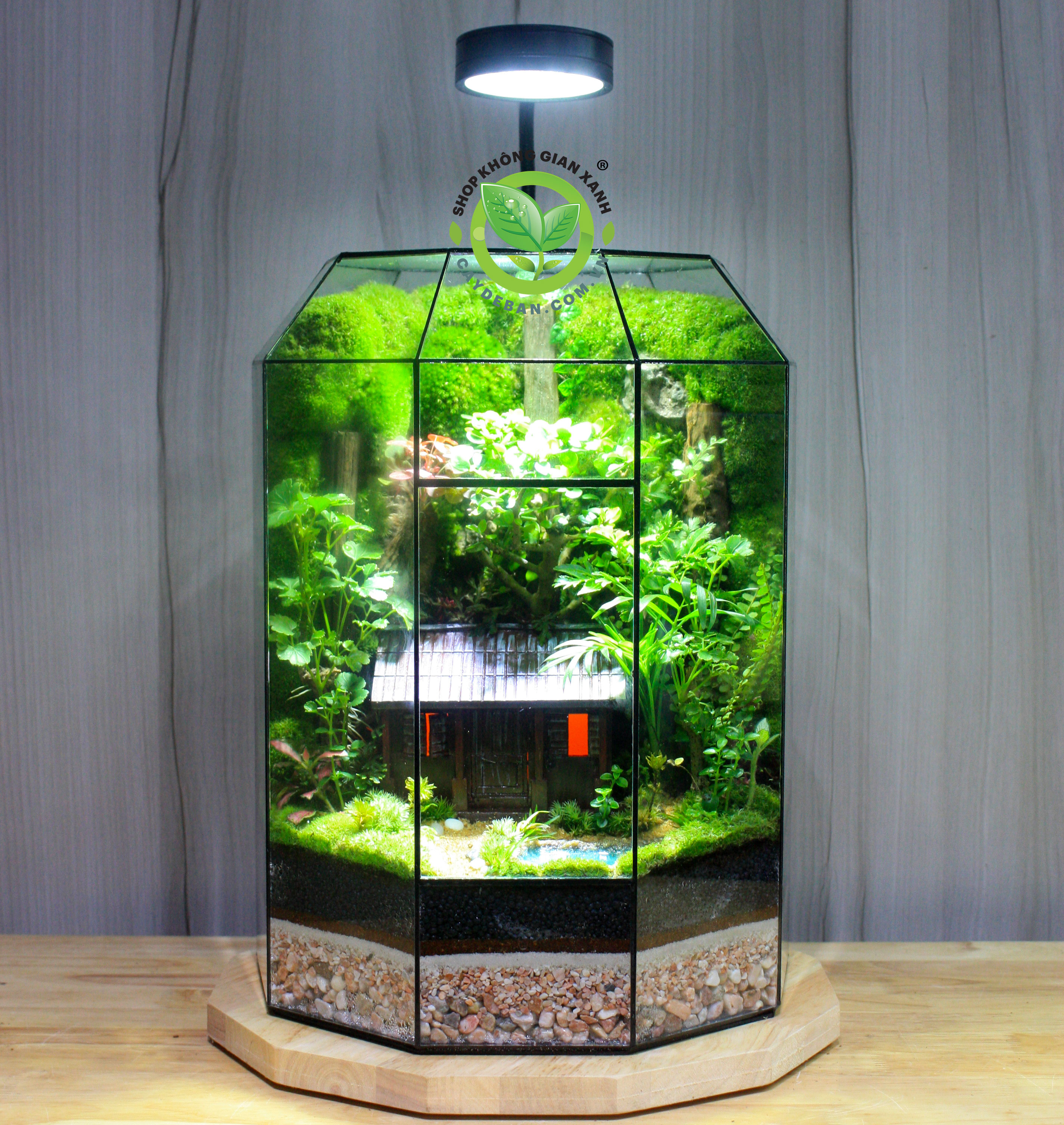 Terrarium Quê Nhà