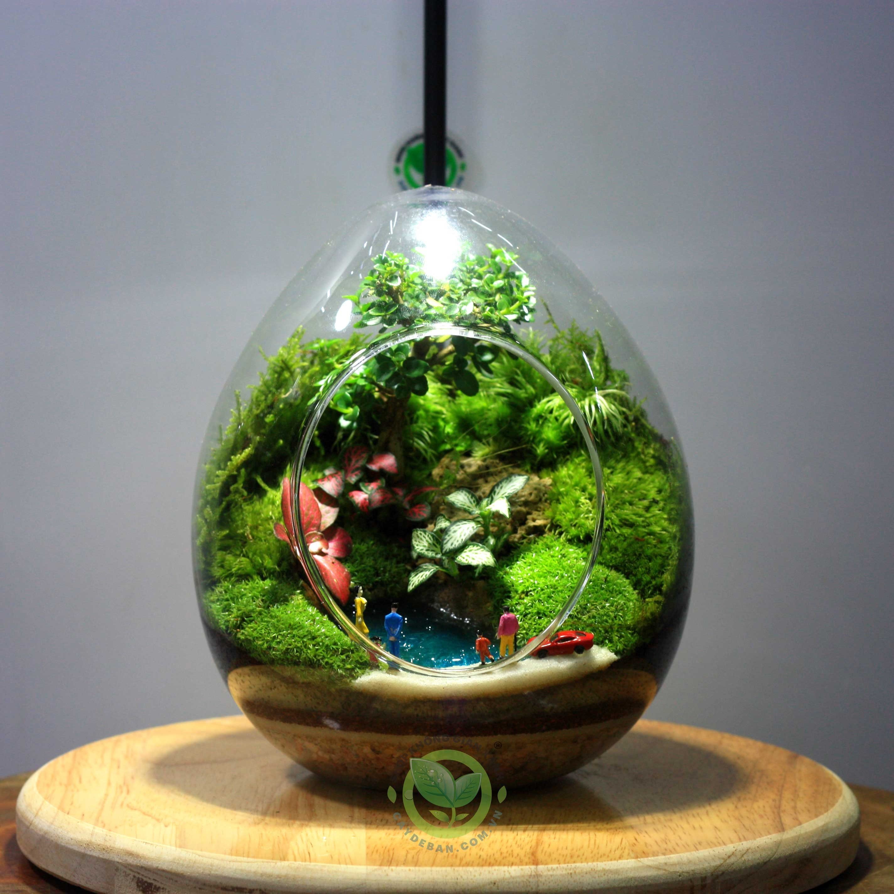 Terrarium-Trung18-Family