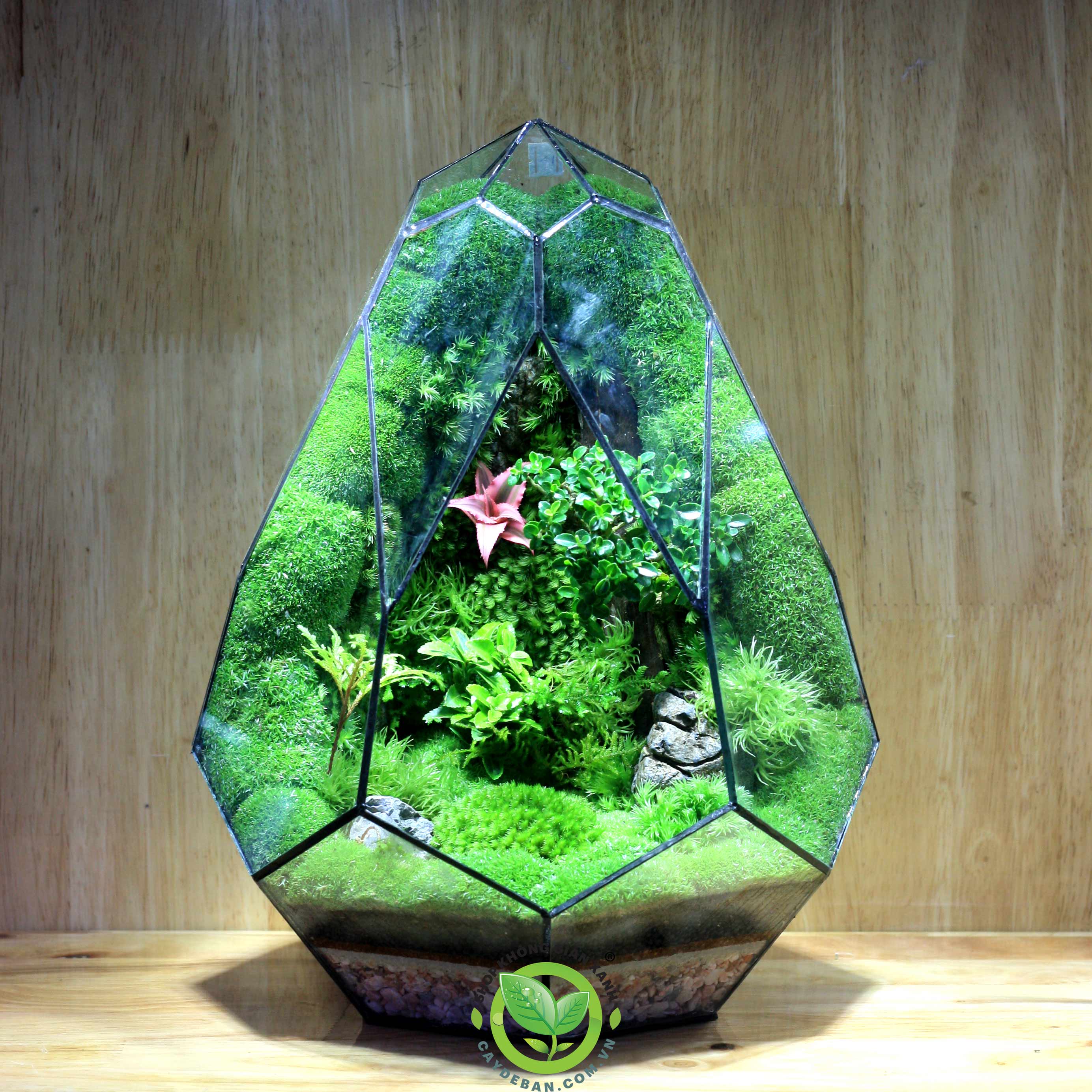 Terrarium Trứng 30
