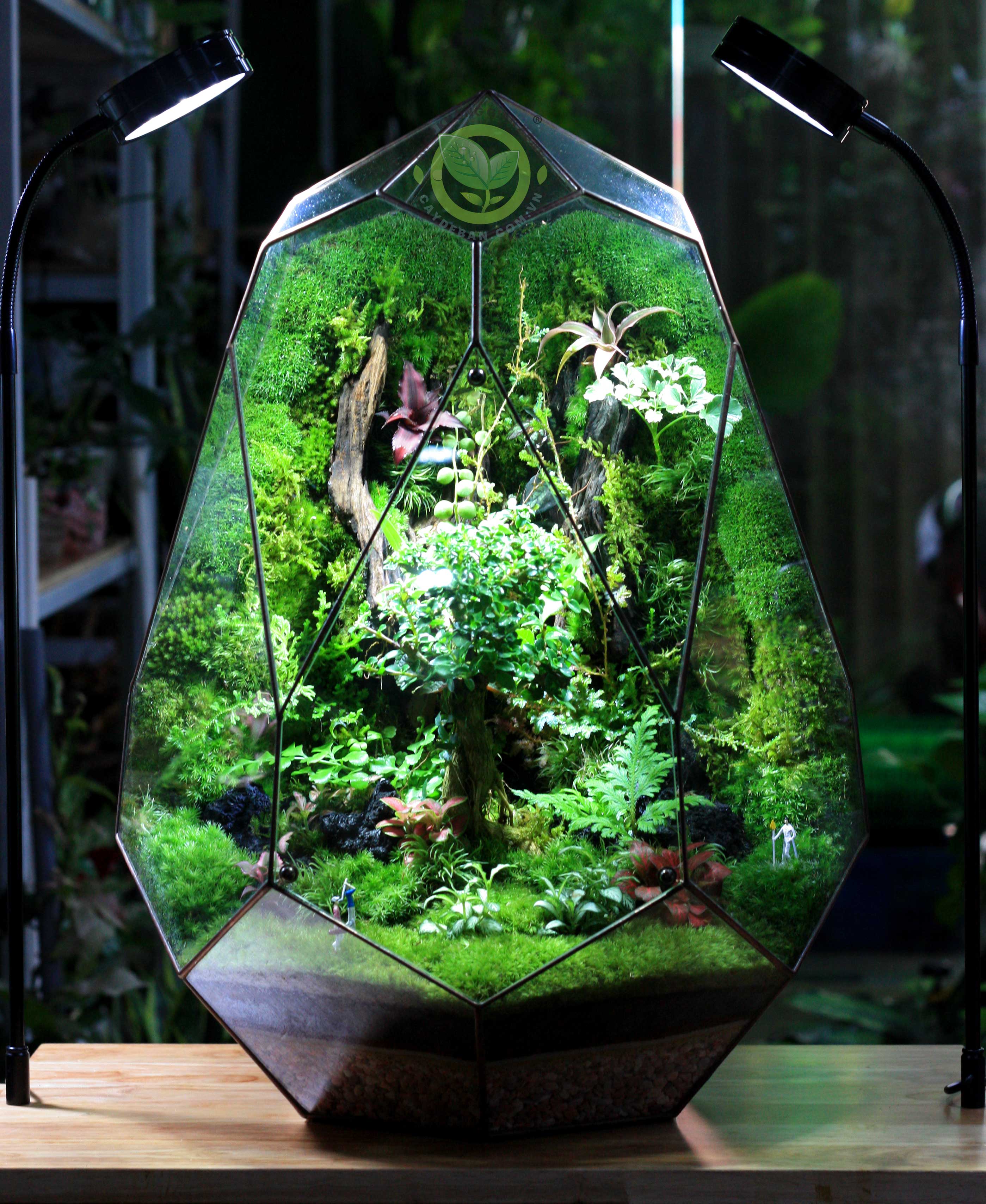 Terrarium - Phoenix Egg 50.1 - Natural