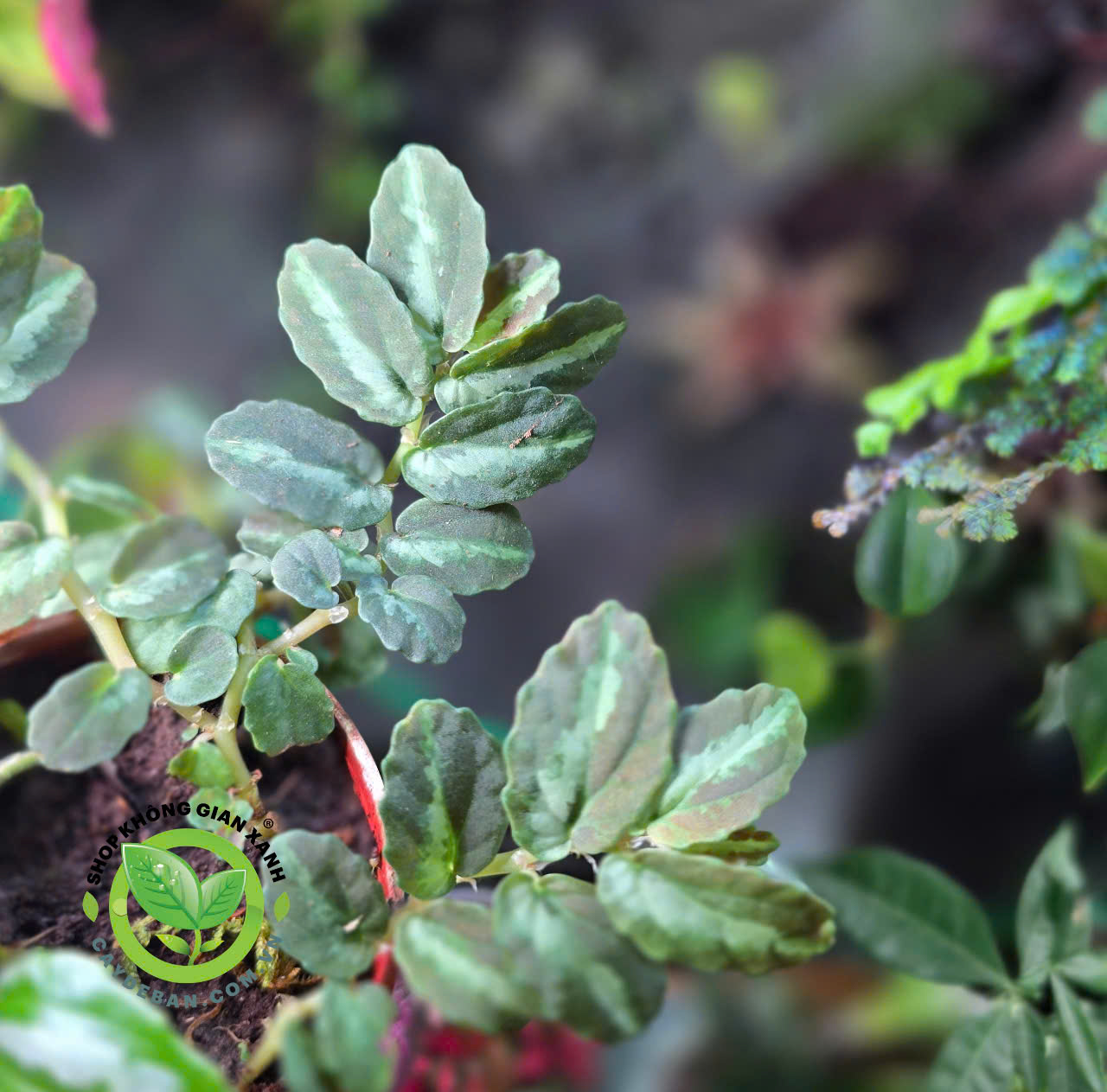 Thằn Lằn bay - Dây dưa hấu Pellionia repens