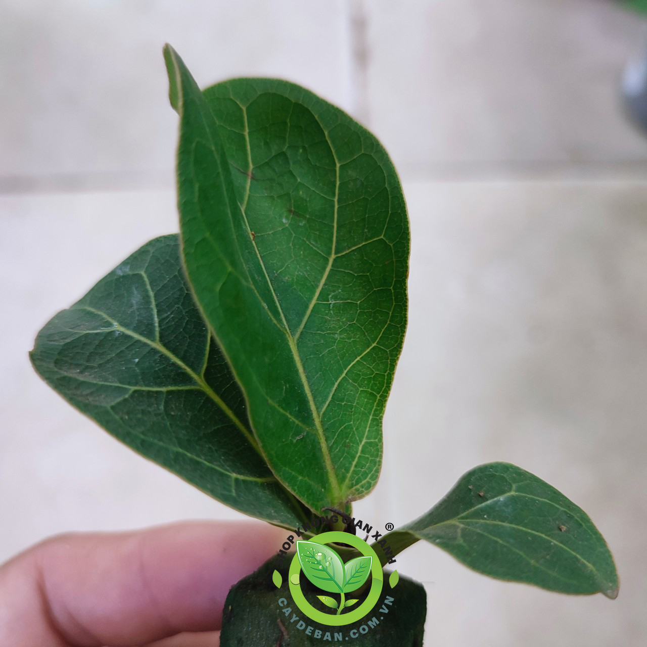 cây Bàng Singapore mini