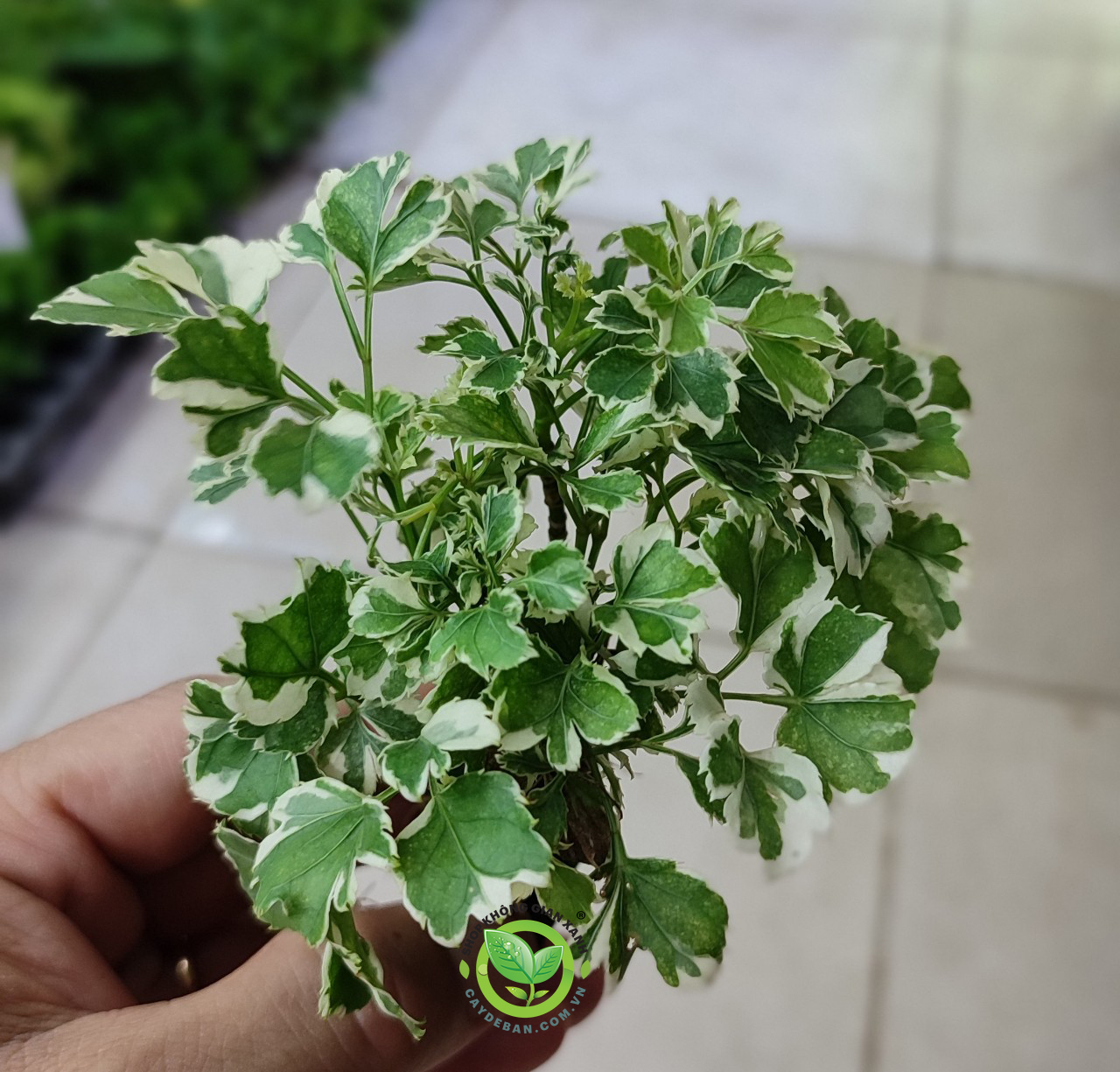 Đinh Lăng Lá Vằn cẩm thạch