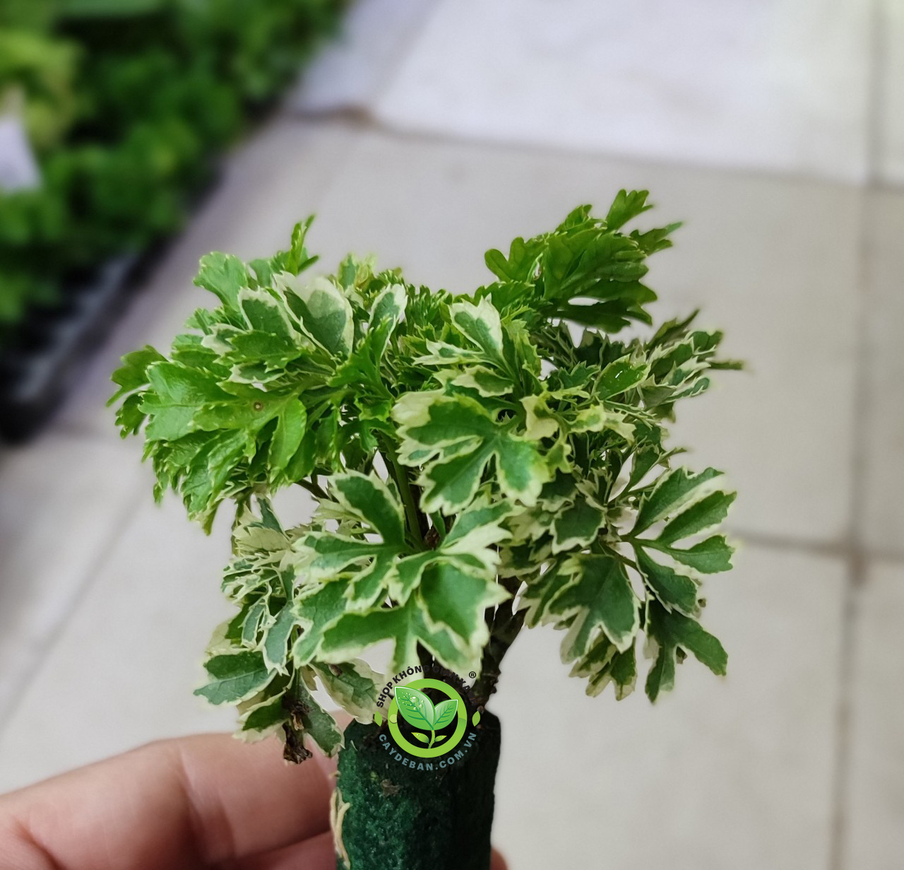 Đinh lăng lá bạc cẩm thạch