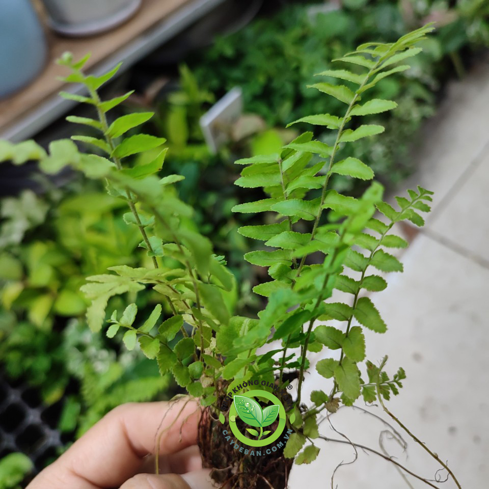 Cây dương xỉ mini