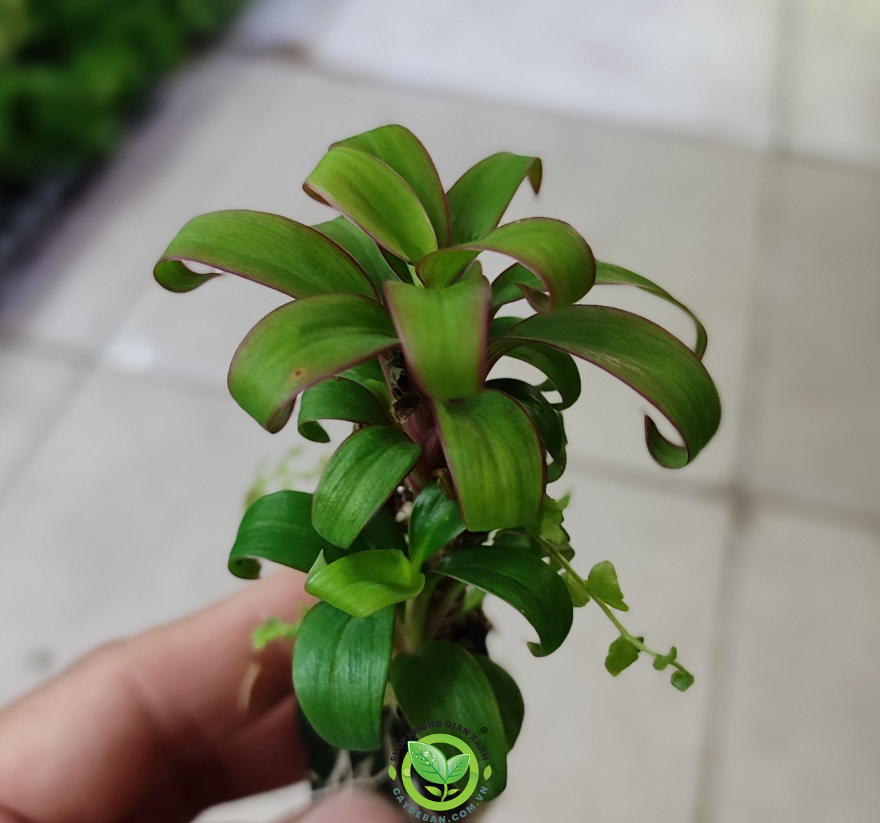 Cây Huyết Dụ viền hồng mini