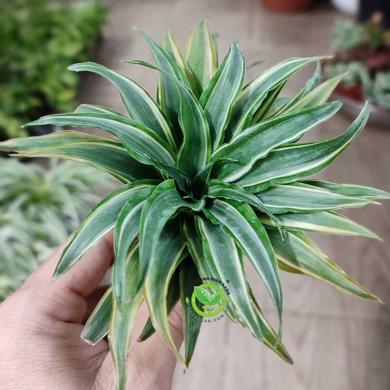 Phát Tài Sing - Phát Tài Thái