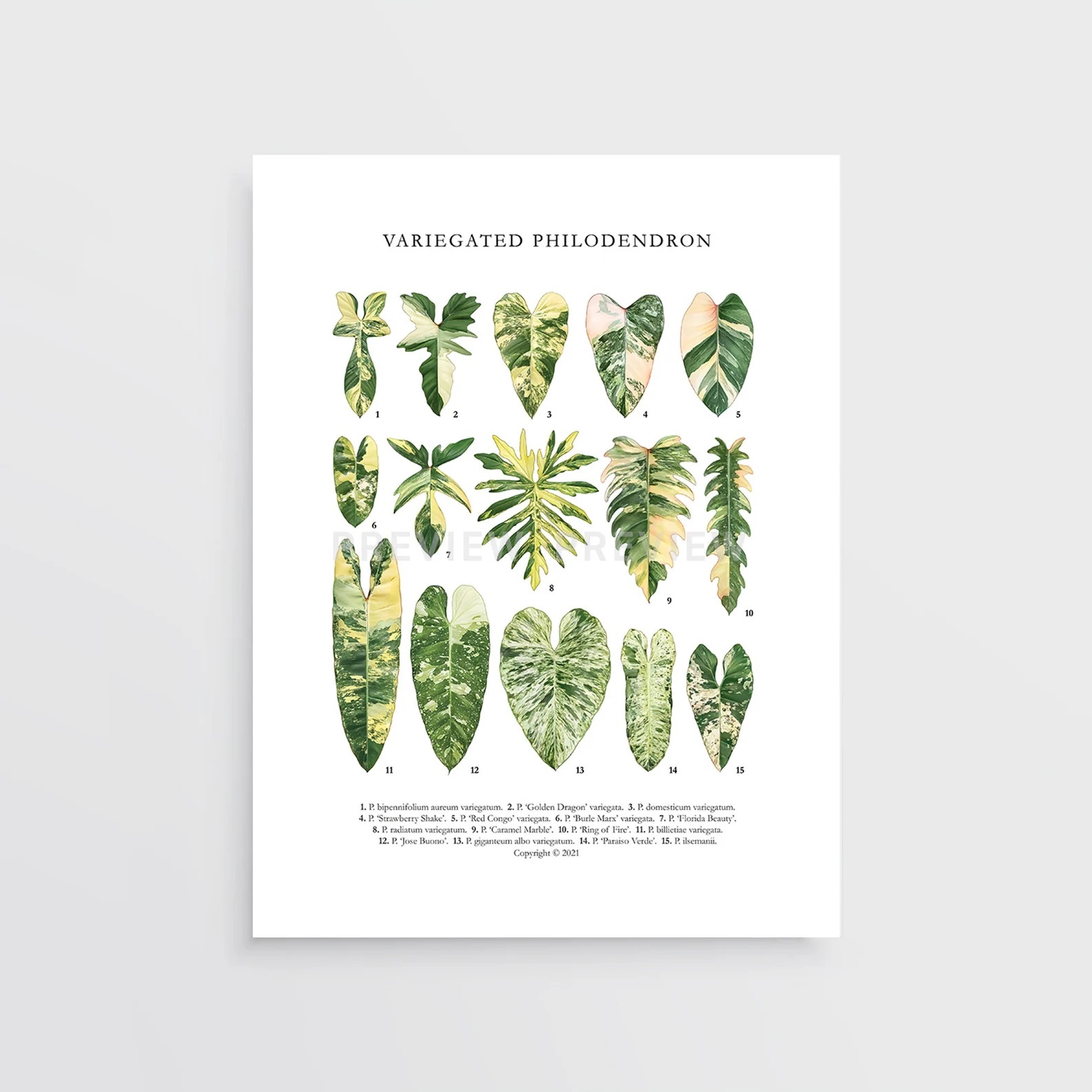Philodendron-Varieties