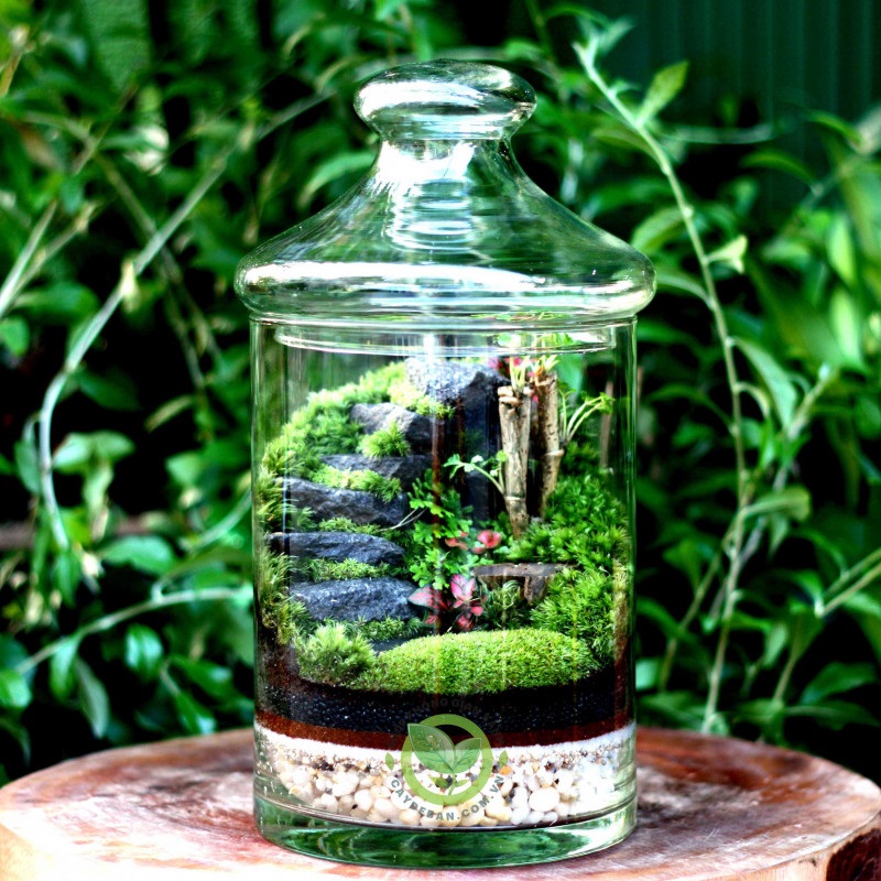 Terrarium Bậc Thang