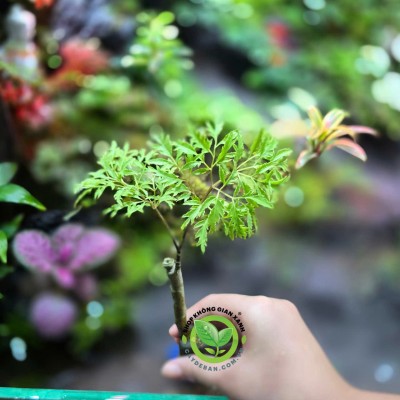 Đinh lăng lá nhỏ