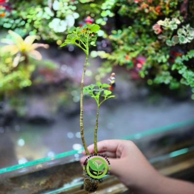 Đinh lăng dáng bonsai lá nhỏ