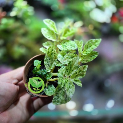 Dây Dưa Hấu cẩm thạch - Pellionia repens 'Variegated'