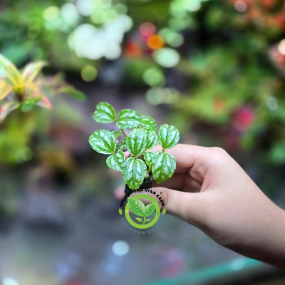 Gấm lá Bạc mini - Pilea cadierei