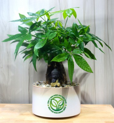 Gốc Cội An Nhiên