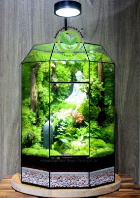 Terrarium-MS017-Bái Phật