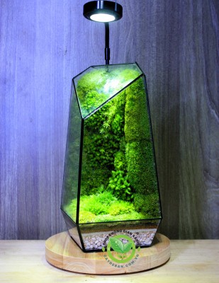 Terrarium-MS02.3 Moss