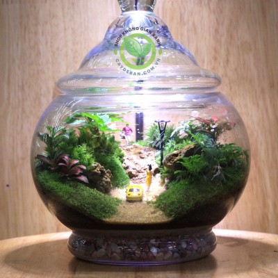 Terrarium Ang 17