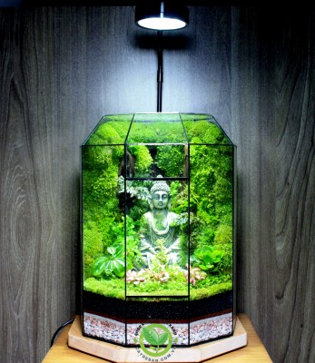 Terrarium-MS017.9