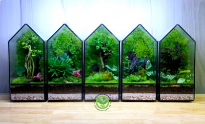 Terrarium-Mini-01