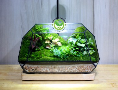 Terrarium MS10 251