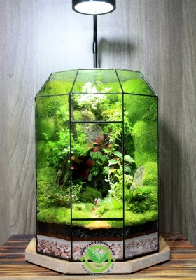Terrarium-MS017.7