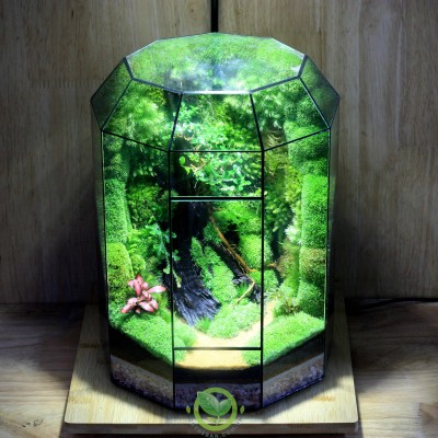 Terrarium-MS017.6