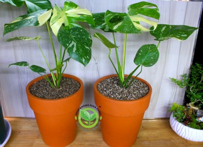 Monstera Deliciosa Variegated