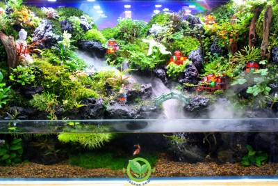 Mưa Trên Đại Ngàn [80.40.50]