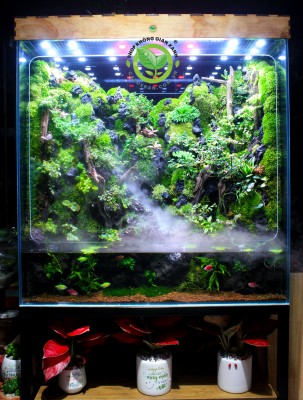 Rainforest Mưa Qua Núi Rừng