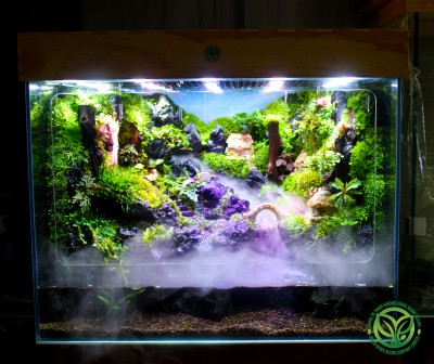 Rainforest Mưa Trên Đất Thánh 645