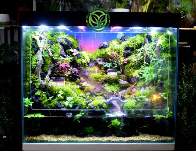 Mưa Trên Phố Núi - Rainforest 80.40.68