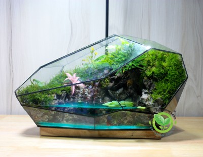 Terrarium Phi Thuyền