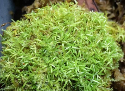 Rêu Cỏ [Octoblepharum Moss]