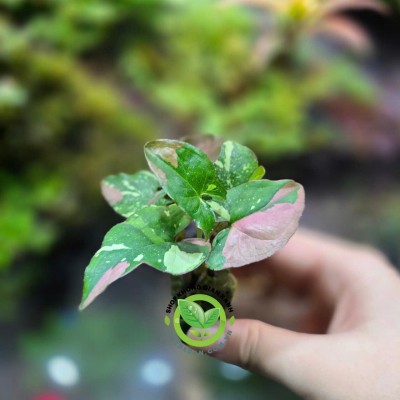 Cây Mũi Tên Ba Màu