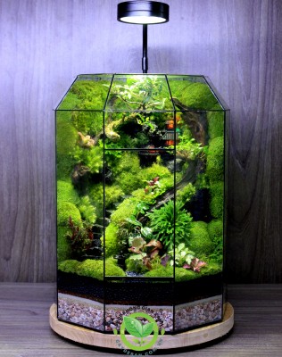 Terrarium 9 Bậc 9 Giác