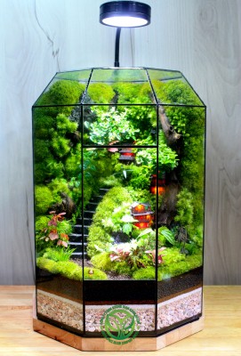 Terrarium Ánh Đèn Cổ Trấn