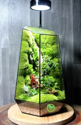 Terrarium-MS01.1