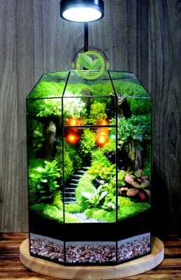 Terrarium-MS017.1