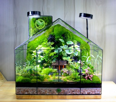 Terrarium-MS32.1 My House