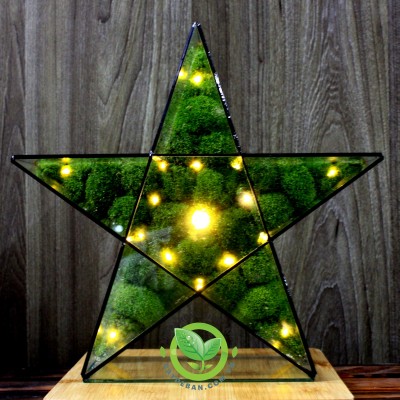 Terrarium Ngôi Sao