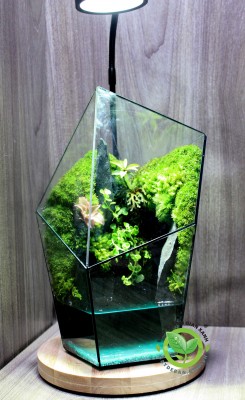 Terrarium-Rocky