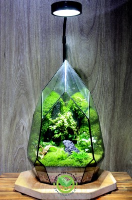 Terrarium Búp sen