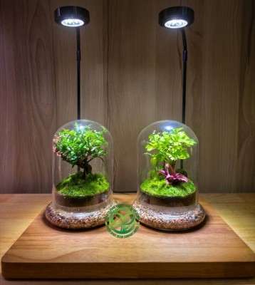 Terrarium Chuông Nhỏ