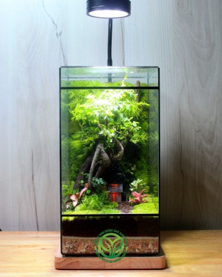 Terrarium Cội Nguồn